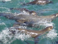 Seals up close