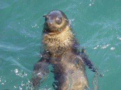 Seal watching people