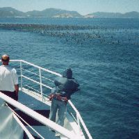 Up close with the Seals