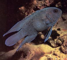 Western Blue Devil