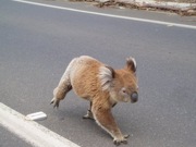 Koalas, wallabies and Kangaroo are everywhere