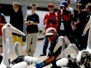 Feed the pelicans on the San Remo foreshore