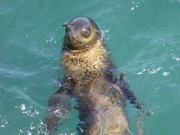 Cruise out to Seal Rocks on southe coast of Phillip Island